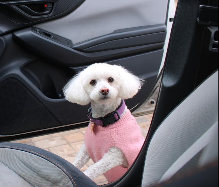 Savage Detailing friendly dog in vehicle
